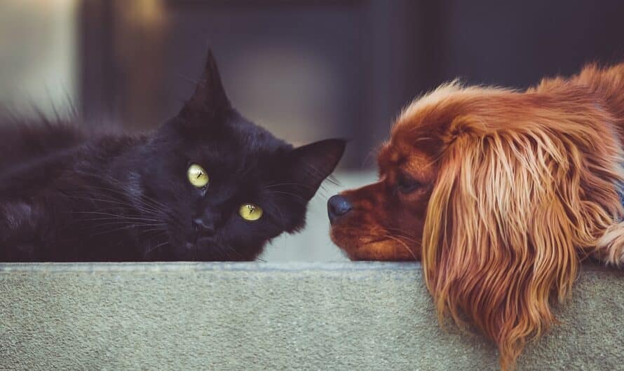 Mutuelles pour animaux : comment résilier ou changer de contrat facilement